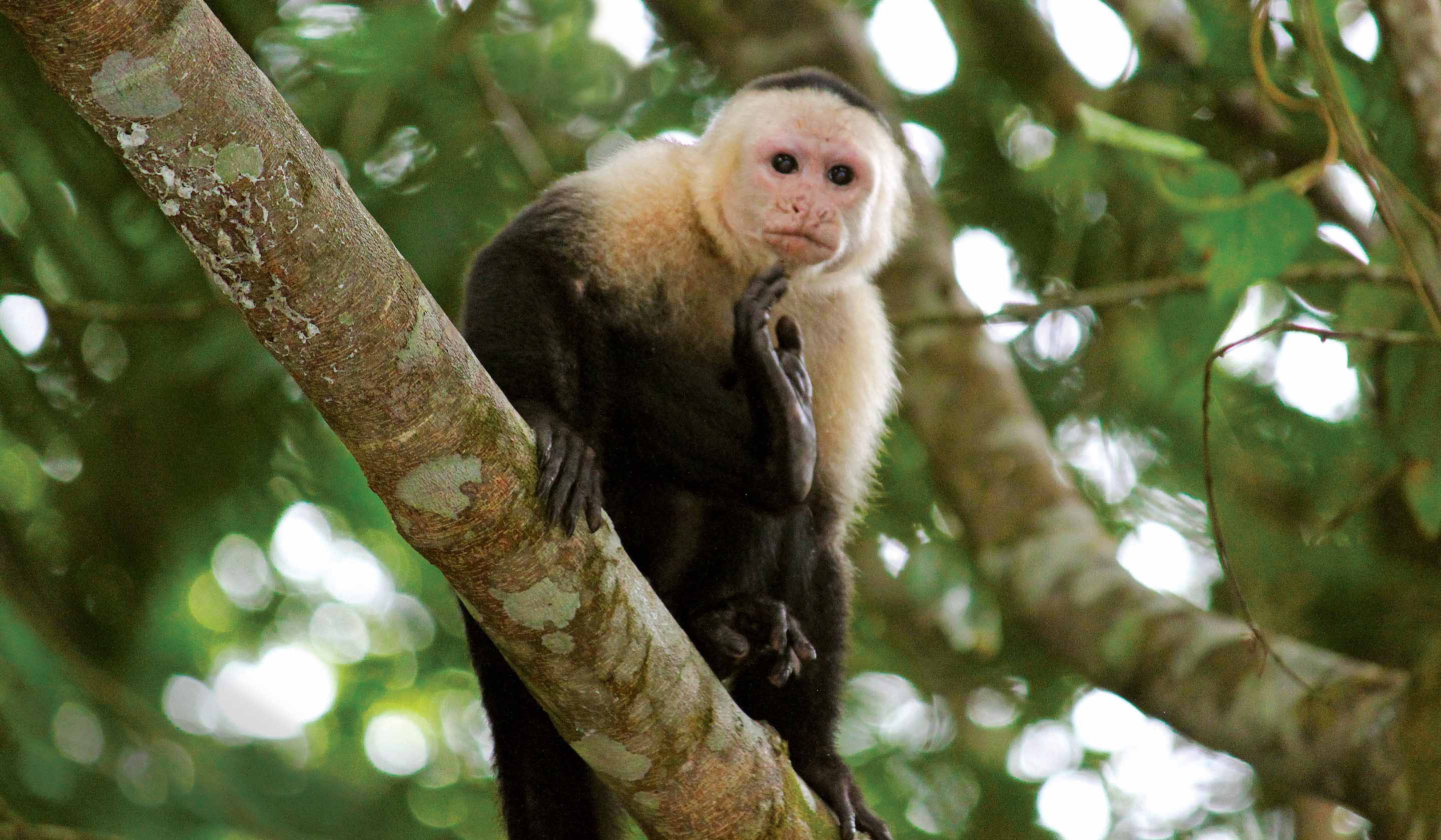 Central America Escorted Tours