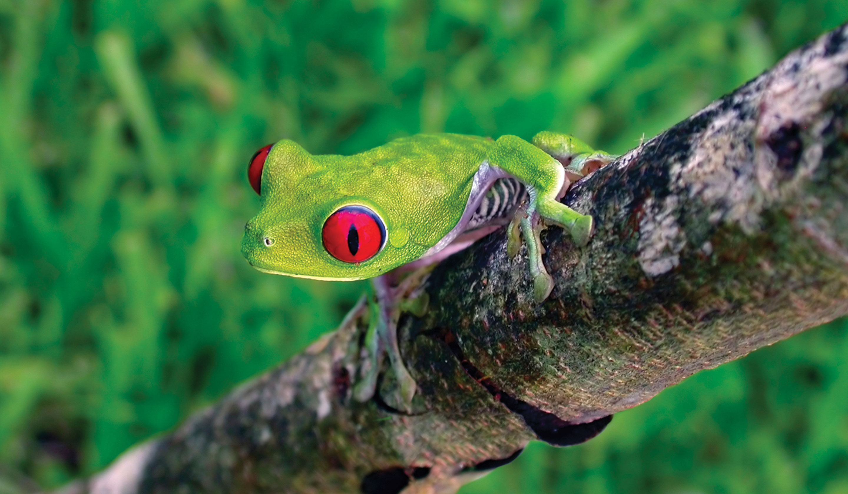 Costa Rican Tree Frog