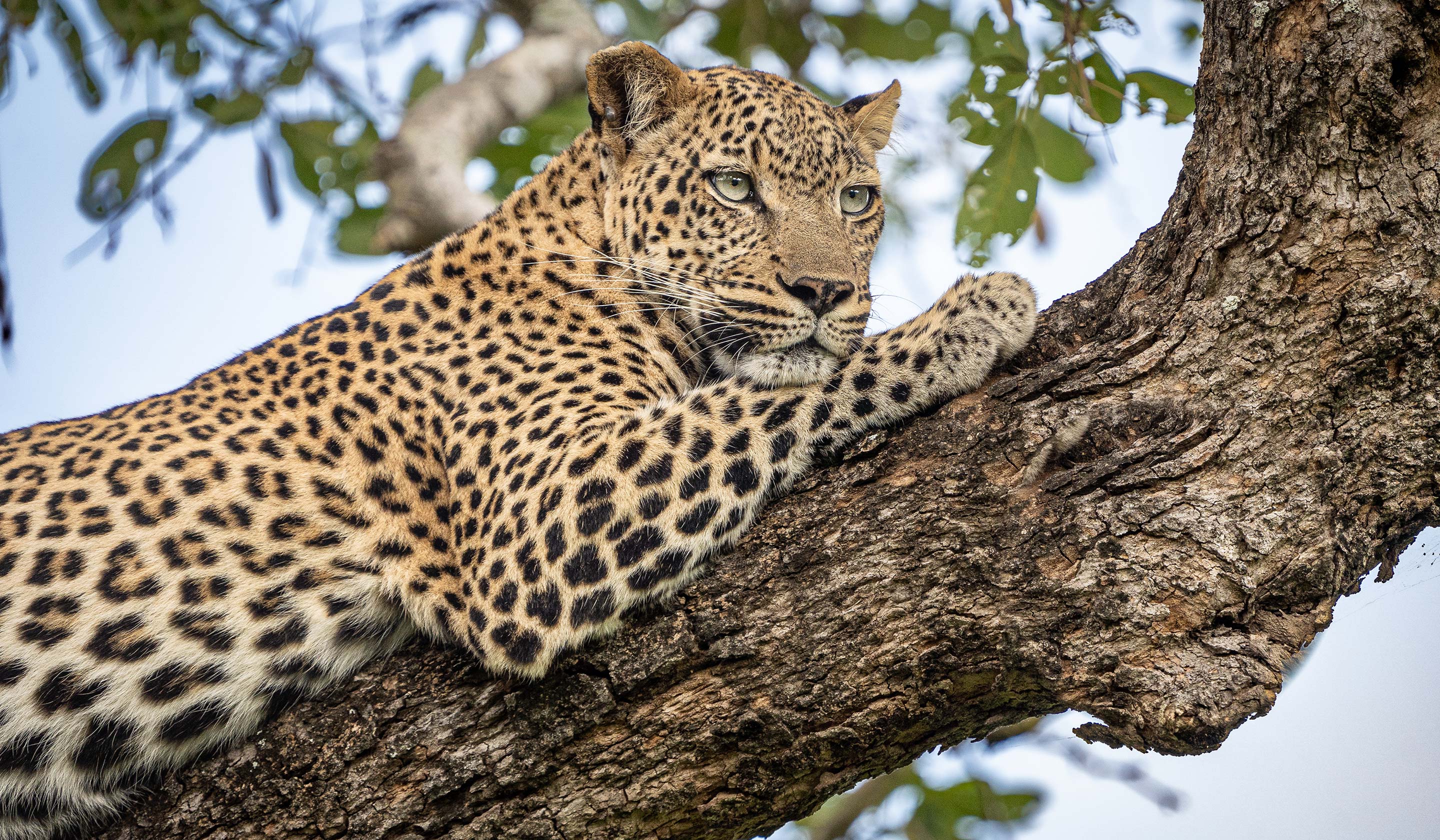 South Africa Leopard in Kruger National Park