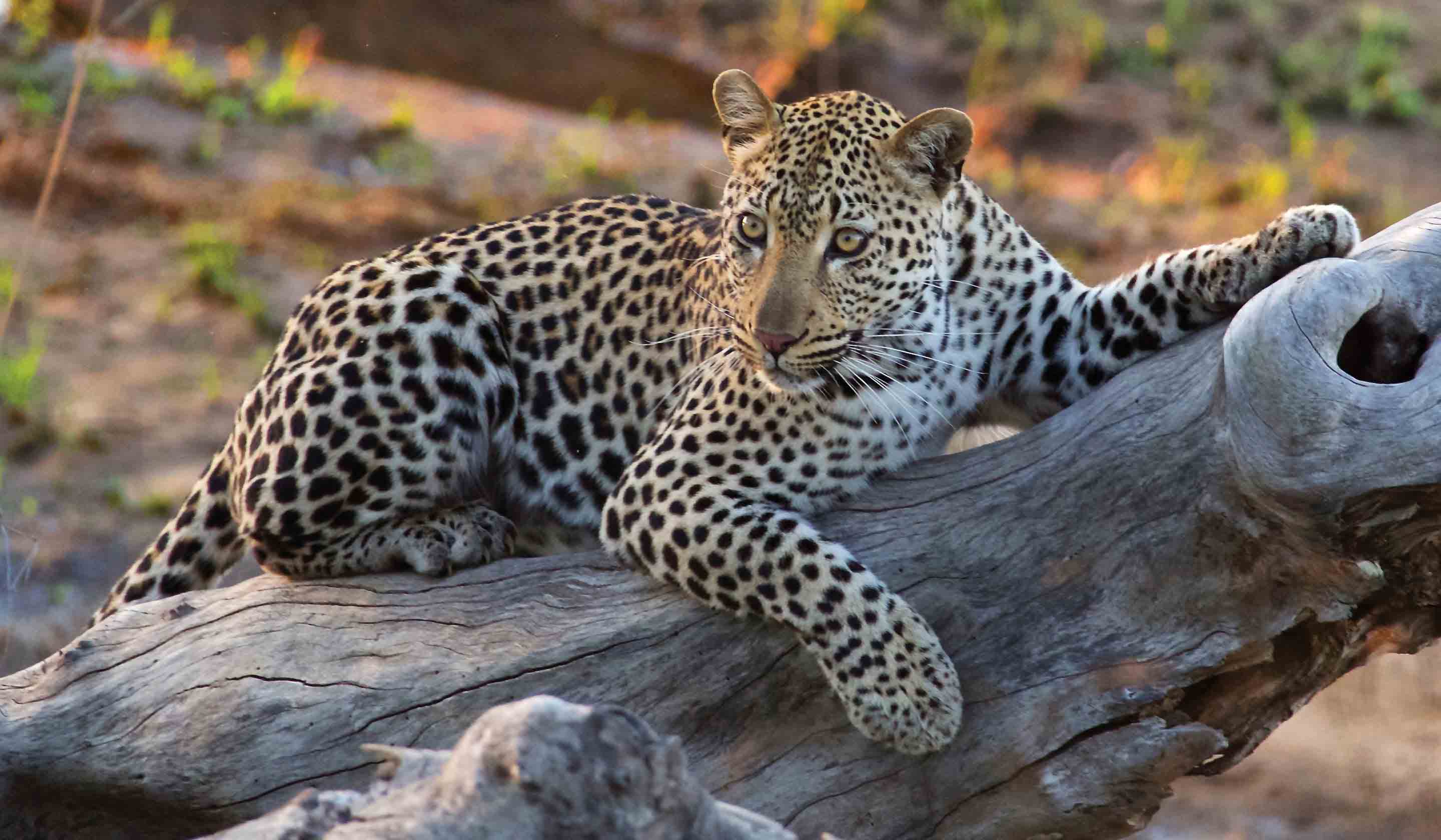 Elegant Adventure South Africa Tour and Safari