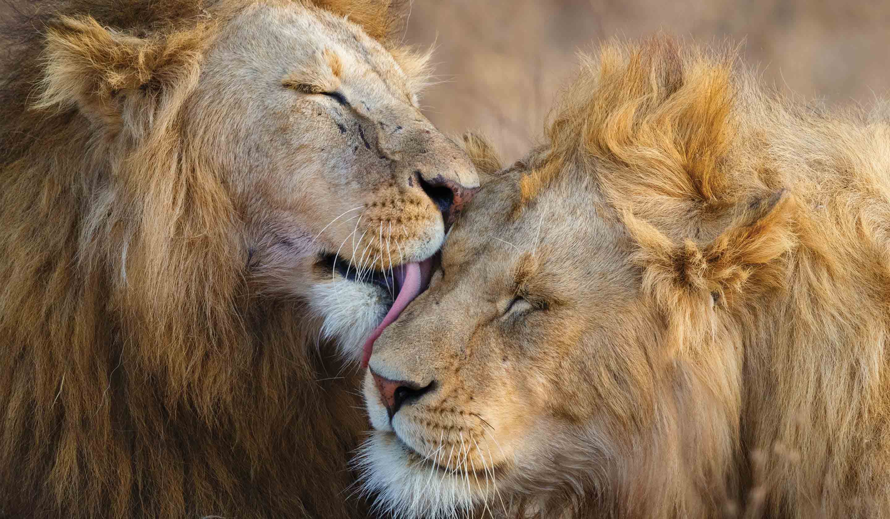 Serengeti Zanzibar Tanzania Safari