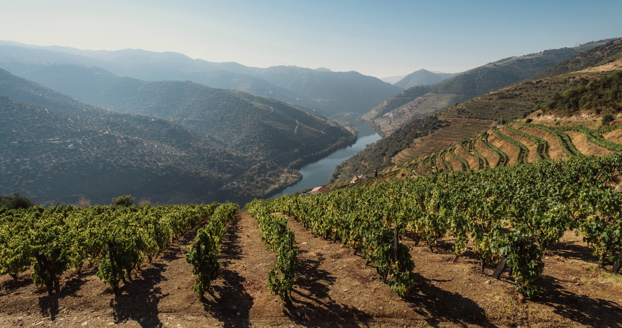 Vineyard Hike over Pinhão