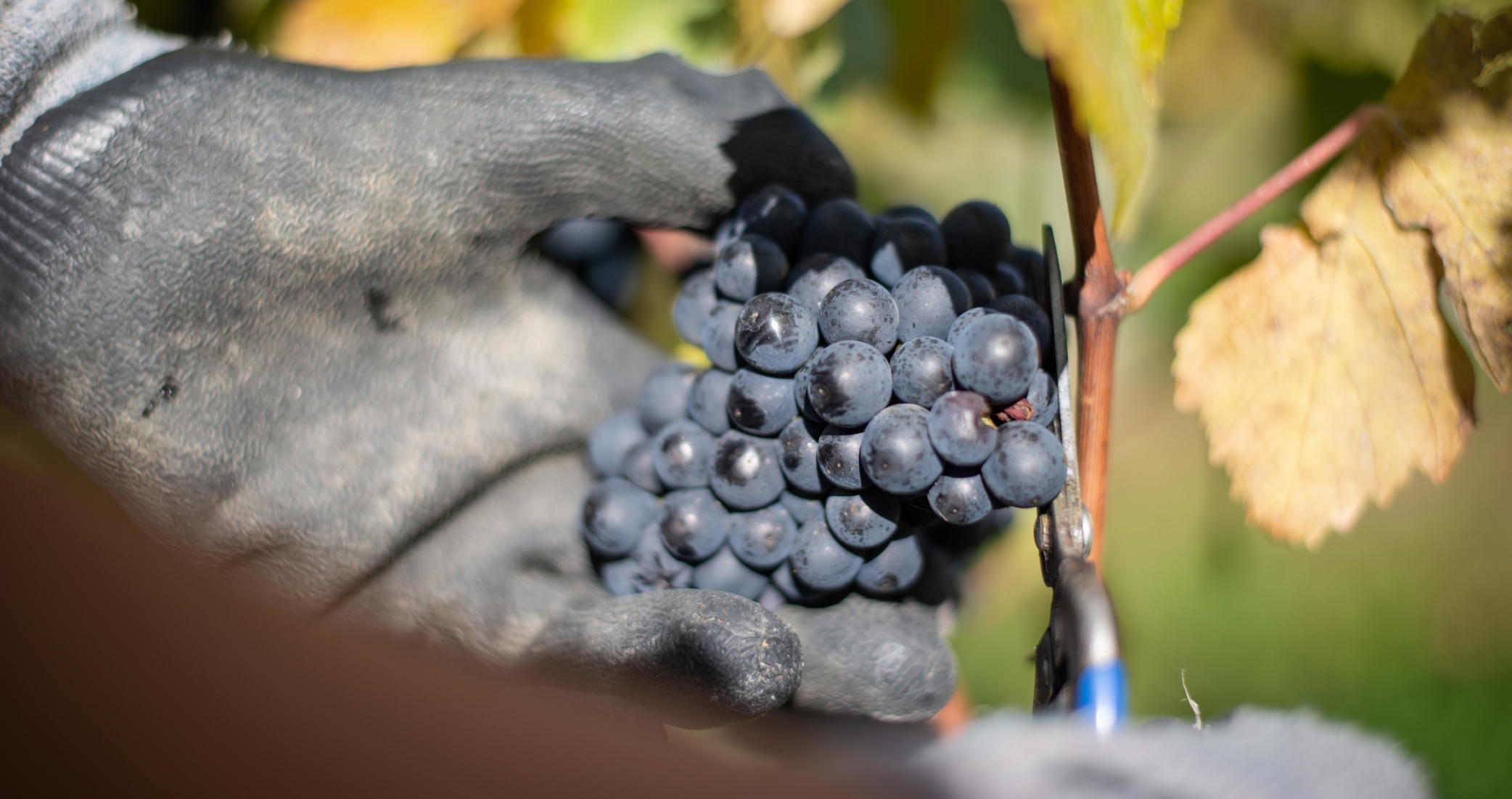 Boutique Vineyard in Marlborough